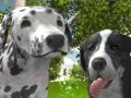 游戏犬模拟器3D在线