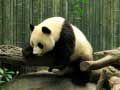 游戏熊猫拼图在线