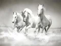 游戏马拼图在线