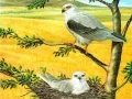 游戏猛禽拼图在线