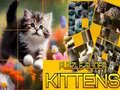 游戏拼图滑动小猫在线