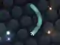 游戏Slither.io在线 游戏Slither.io在线