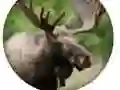 游戏动物测验在线 游戏动物测验在线