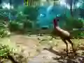 游戏猎人3D在线