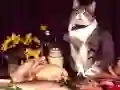 游戏有趣的猫拼图在线 游戏有趣的猫拼图在线