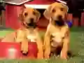 游戏幼犬配对拼图在线 游戏幼犬配对拼图在线