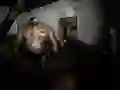 游戏沉默的庇护所在线 游戏沉默的庇护所在线