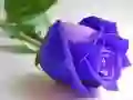游戏蓝玫瑰在线 游戏蓝玫瑰在线