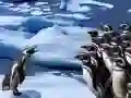 游戏企鹅滑行在线