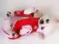 游戏可爱的狗狗滑梯在线
