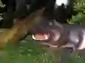 游戏野生河马狩猎在线