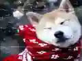 游戏冬季宠物拼图在线 游戏冬季宠物拼图在线