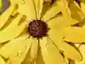 游戏花瓣雨滴拼图在线 游戏花瓣雨滴拼图在线