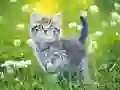 游戏小猫拼图在线 游戏小猫拼图在线