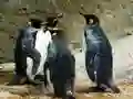游戏企鹅王拼图在线 游戏企鹅王拼图在线