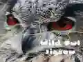 游戏野生猫头鹰拼图在线 游戏野生猫头鹰拼图在线