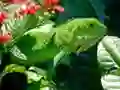 游戏野生蜥蜴在线 游戏野生蜥蜴在线