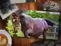 游戏拼图马版在线