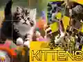 游戏拼图滑动小猫在线