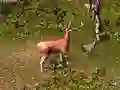 游戏鹿猎在线