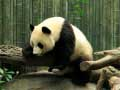 游戏熊猫拼图在线