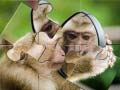 游戏猩猩拼图在线
