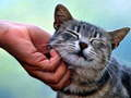 游戏搔痒的猫在线