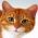 找到猫  在线